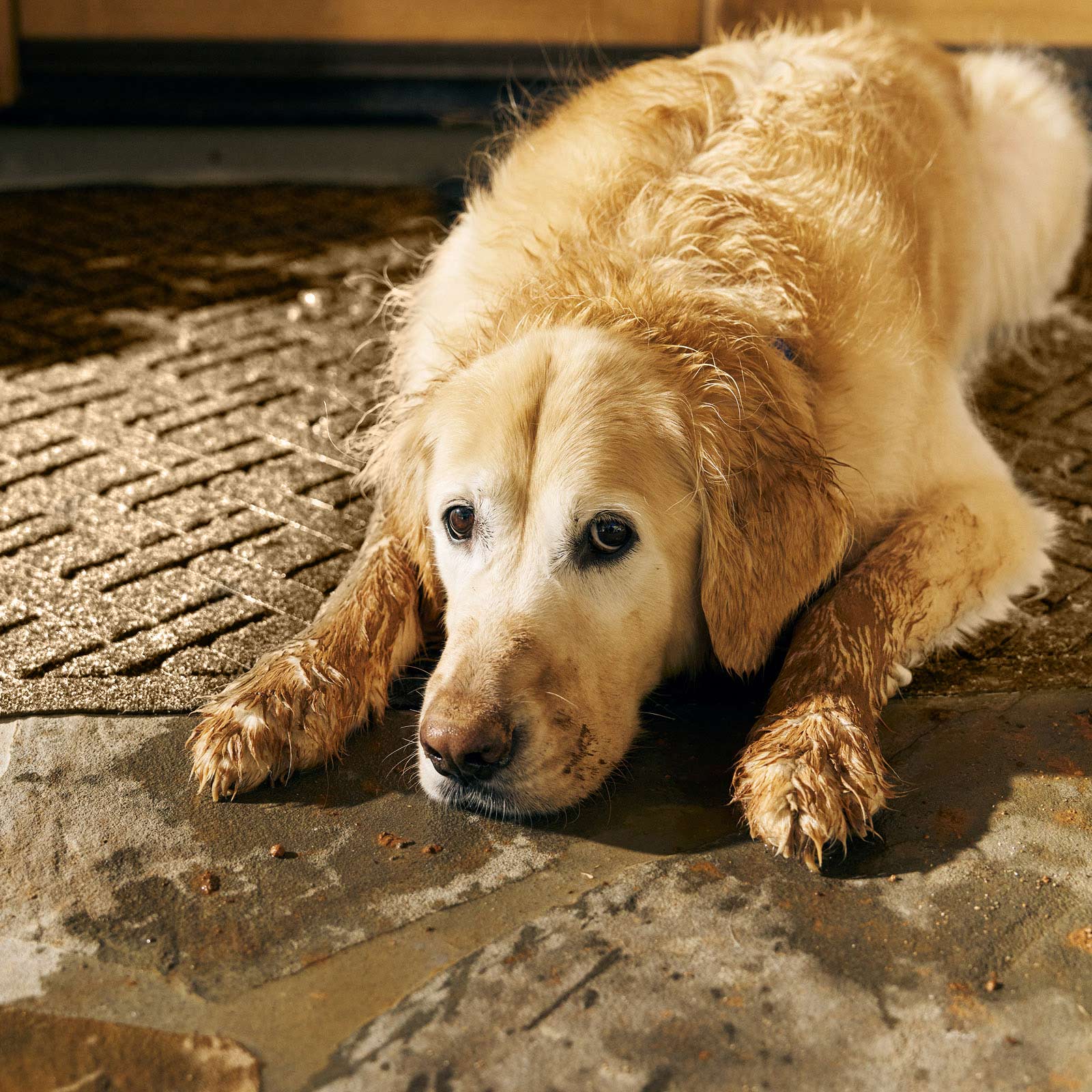 WaterHog® Lattice Indoor/Outdoor Doormat