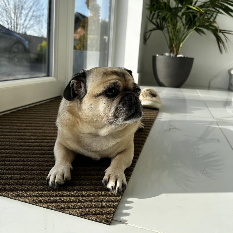Pug dog sitting on a doormat by a glass door with a plant in the background