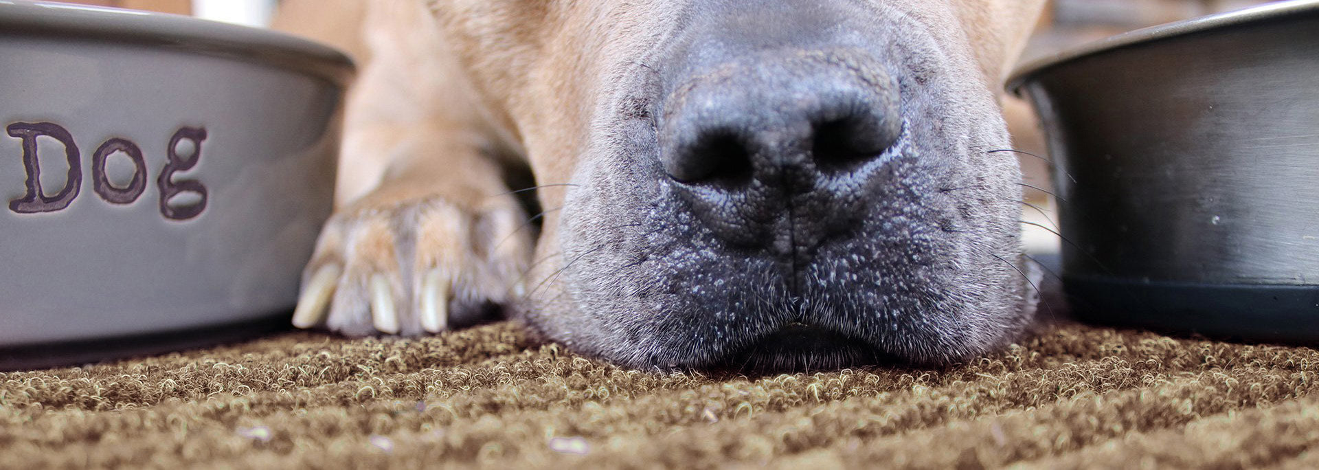 WaterHog® Pet Mats