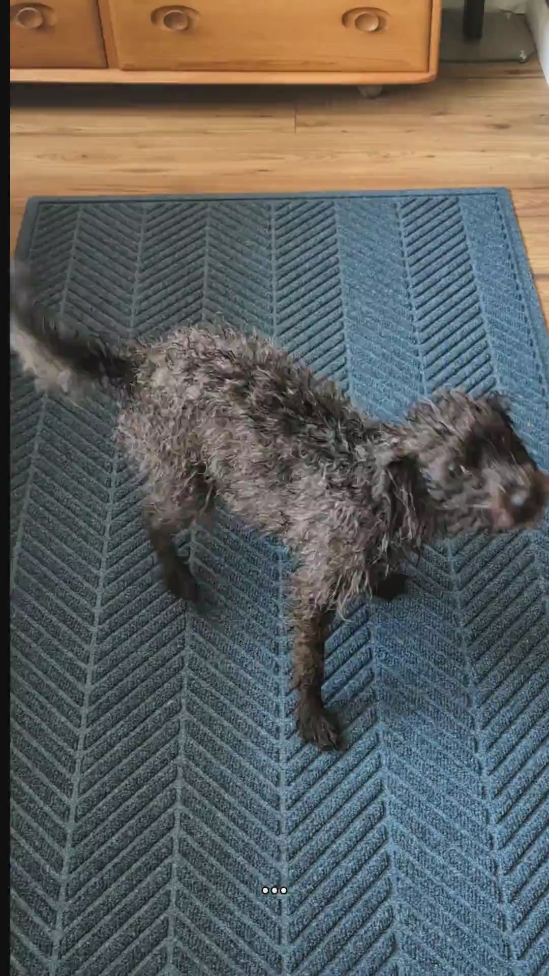 testimonial of a pet owner that confirms that waterhog mats are very performant and antislip