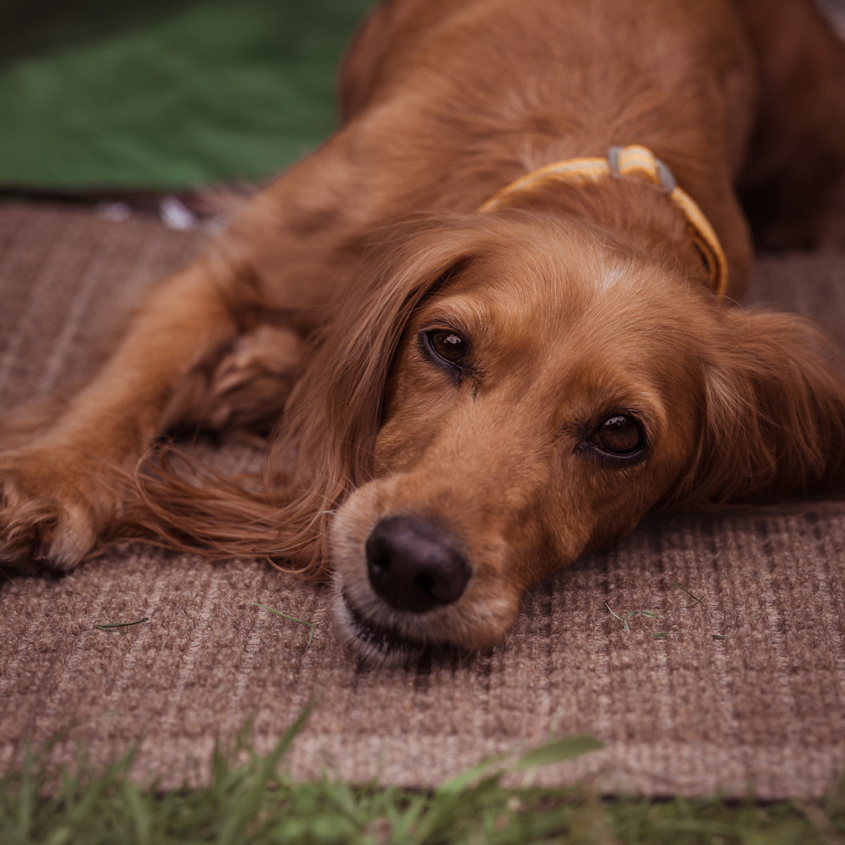 Brown dog lying on a textured surface with grass in the foreground